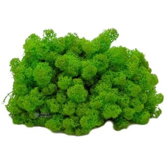 Stabilizovaný mach - severský lišajník