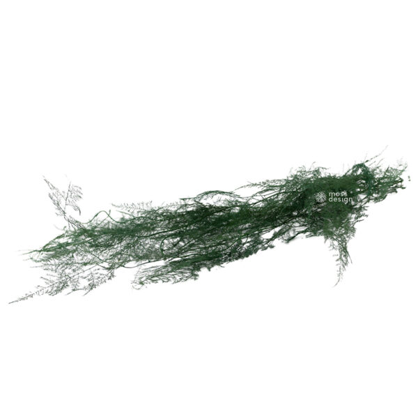Preserved Asparagus