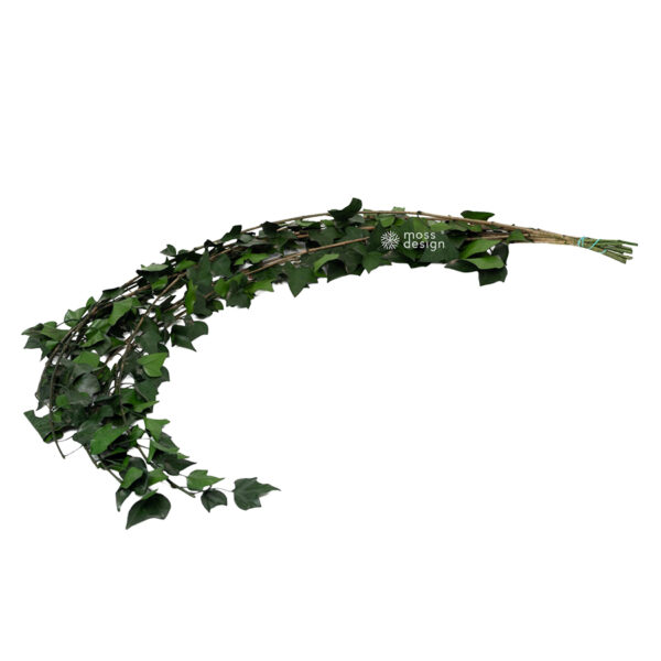 Preserved Ivy