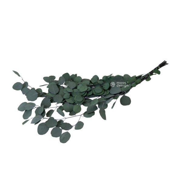 Preserved Eucalyptus populus