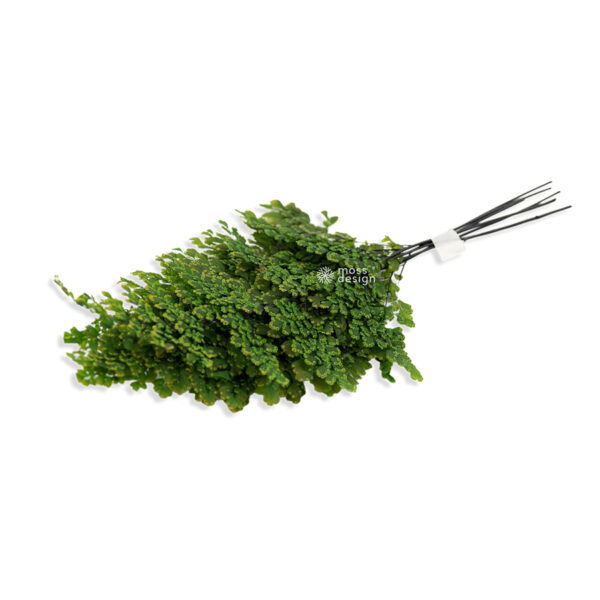 Preserved Lutti Fern