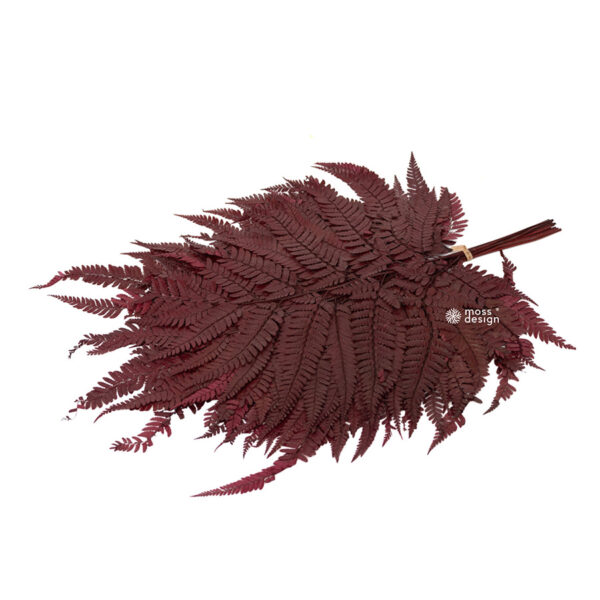 Preserved Rumora Red Fern