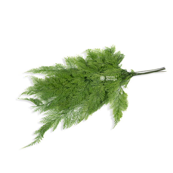 Preserved Tabalia Fern